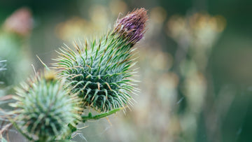 Milk Thistle — Natural Support for Liver Health