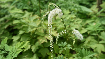 Organic Black Cohosh: Nature’s Traditional Support for Menopause Relief